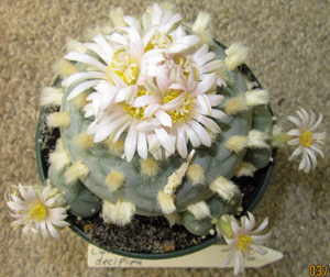 L.W. var. decipiens in flower